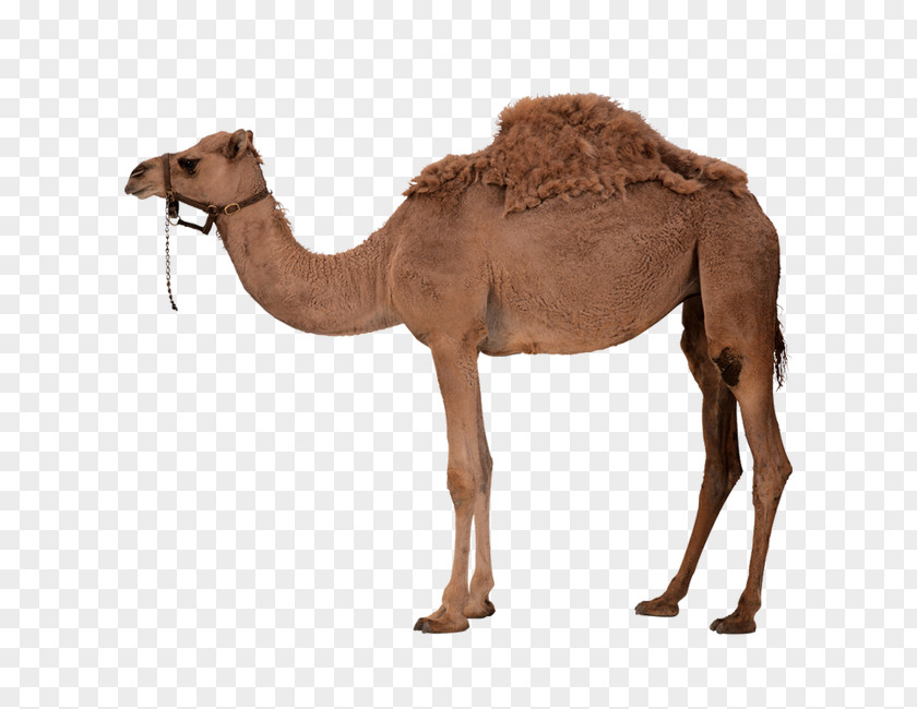 Camel With Saddle Dromedary Bactrian Clip Art PNG