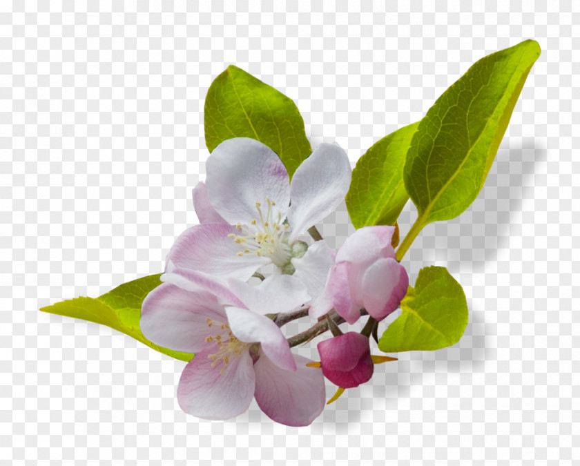 Cherry Blossom Flower Clip Art PNG