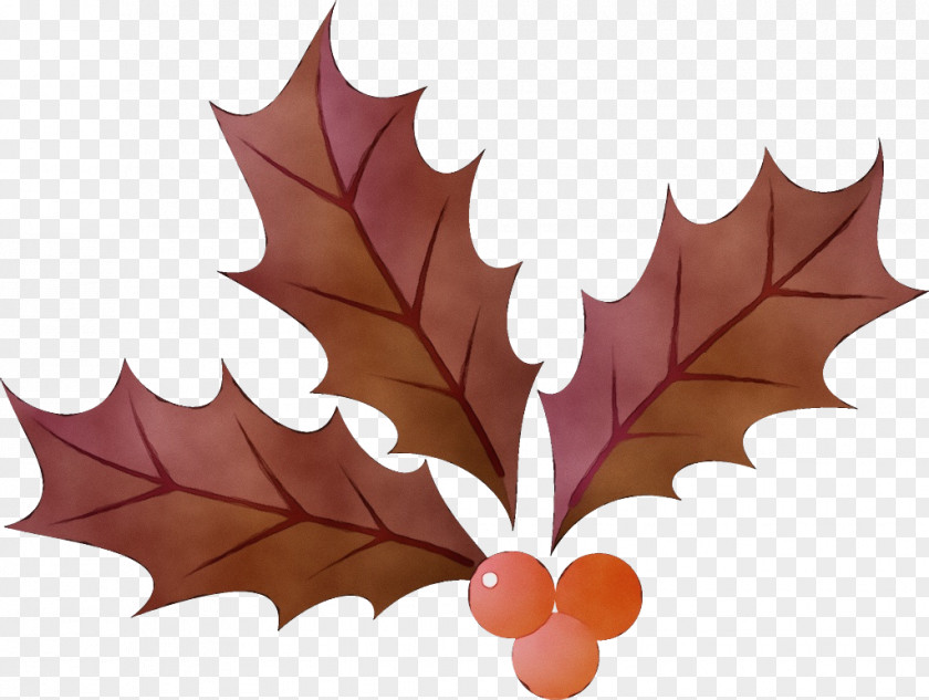 Deciduous Plane Maple Leaf PNG