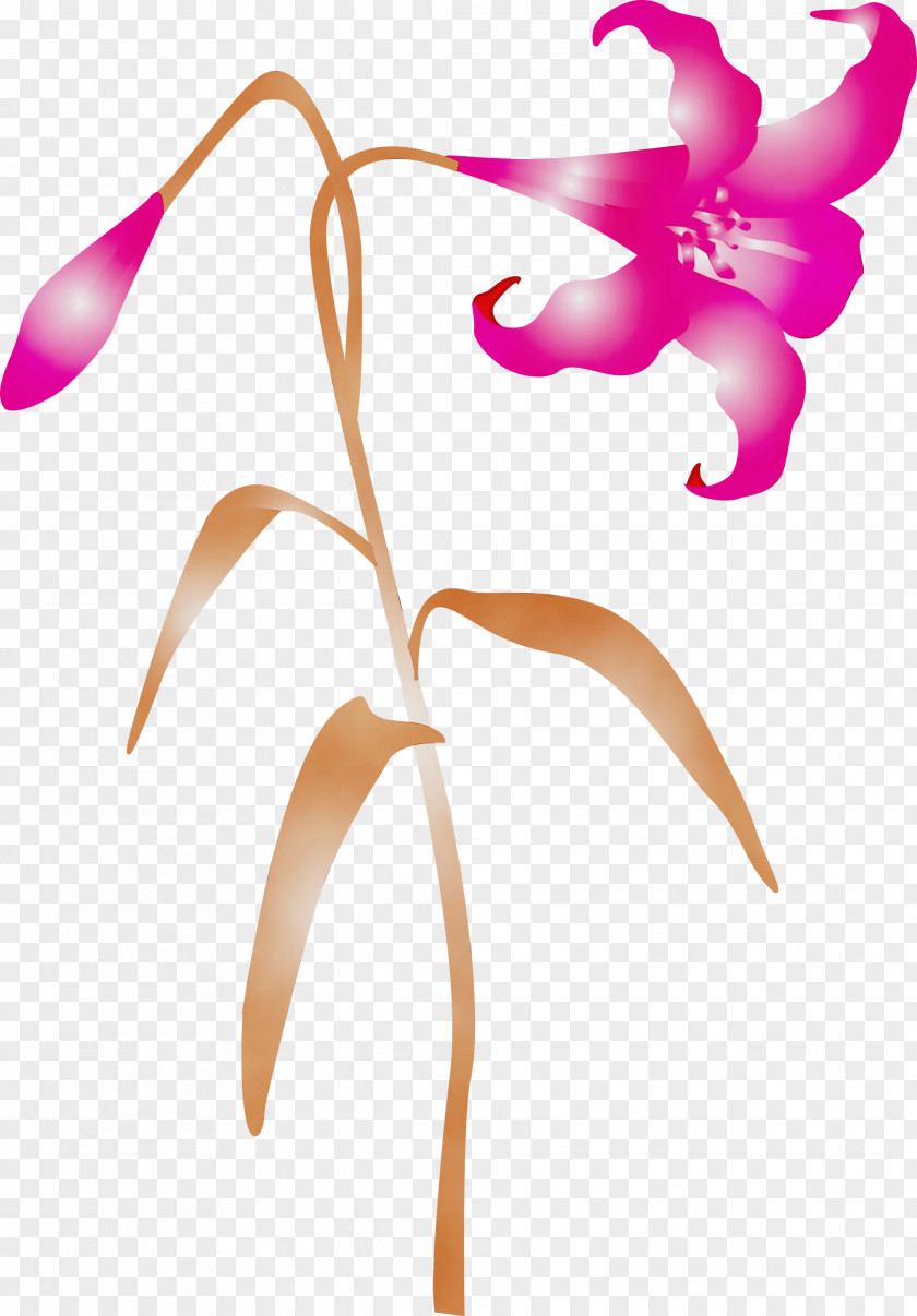 Flower Plant Pink Pedicel Petal PNG