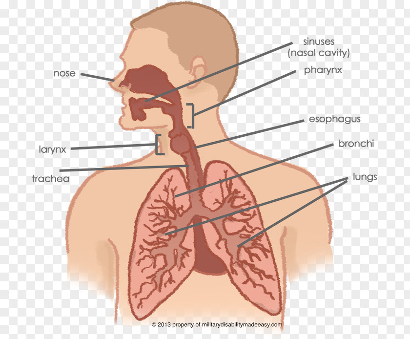 Nose Respiratory System Lung Tract Human Body Nasal Cavity PNG