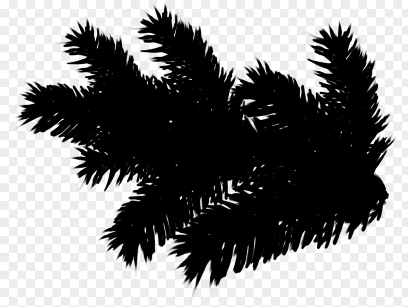 Spruce Twig Fir Tree Clip Art PNG