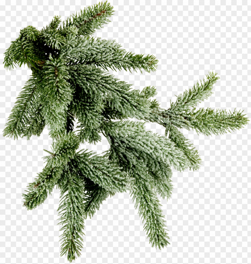 Tree Spruce Branch Pine Photography PNG
