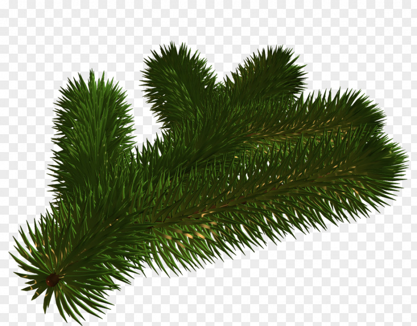 Christmas Tree Spruce Fir Day Designs PNG
