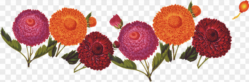 Chrysanthemum Double Ninth Festival Cornus Mas Floral Design PNG