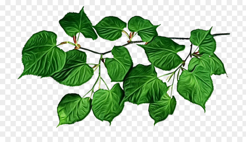 Ivy Family Herb PNG