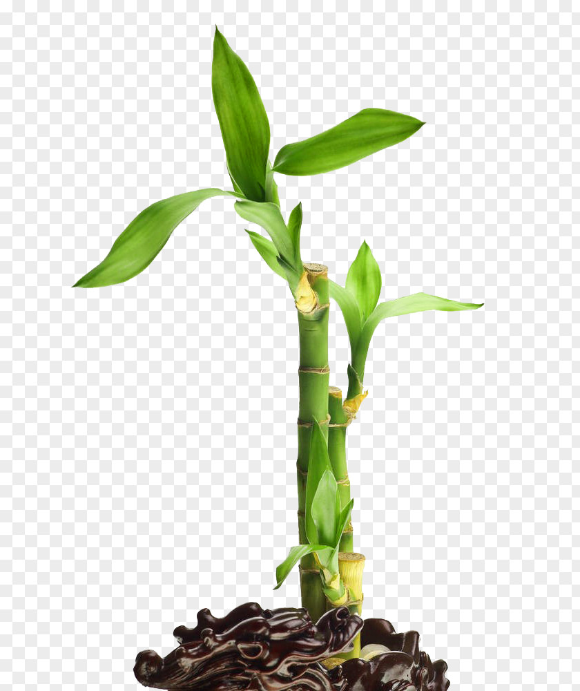 Lucky Bamboo Image Stock Photography PNG