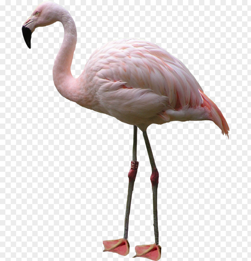 Flamingo Clip Art Image Illustration PNG