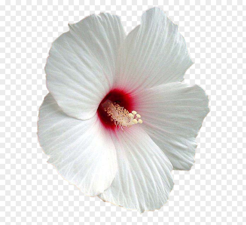 Hibiscus Flower Shoeblackplant Mallows Clip Art PNG