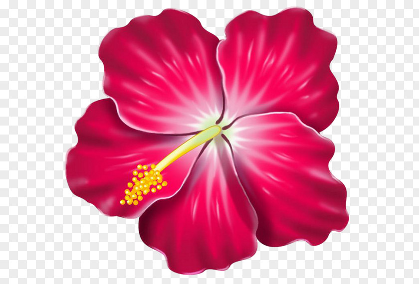 Hibiscus Hawaiian Clip Art PNG