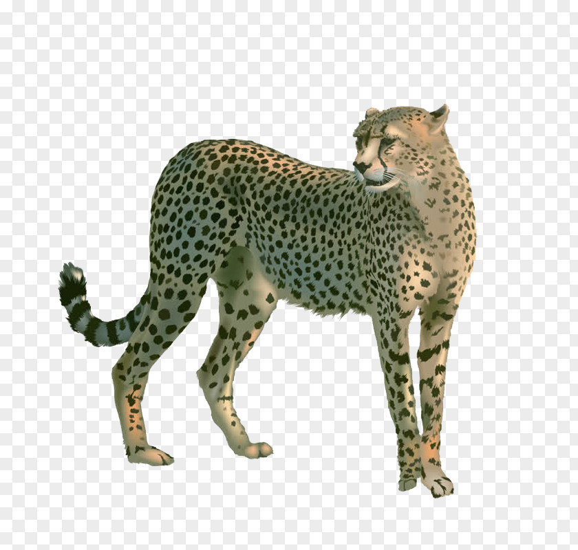 Leopard Cheetah Cat Lion PNG