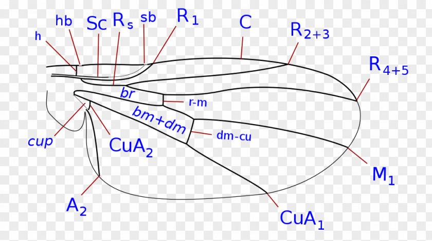 Line Organism Point Angle PNG