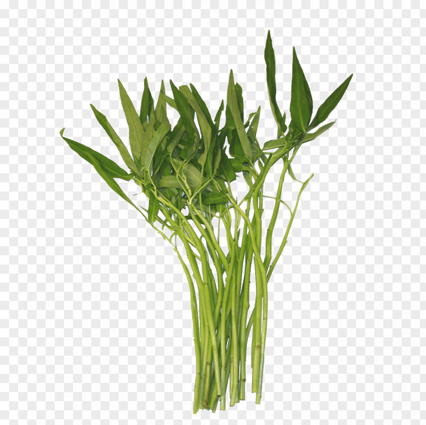 Morning Glory Water Spinach Thailand Chinese Convolvulus Laos Vegetable PNG