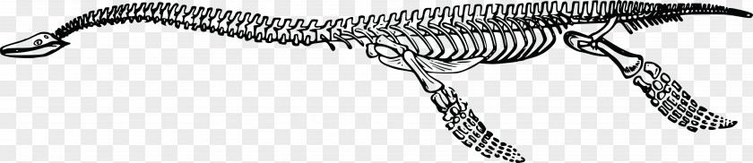 Skeleton Tyrannosaurus Plesiosauria Dinosaur Plesiosaurus PNG