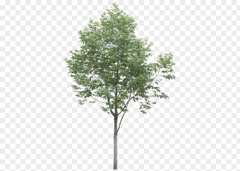 Tree Black Locust PNG