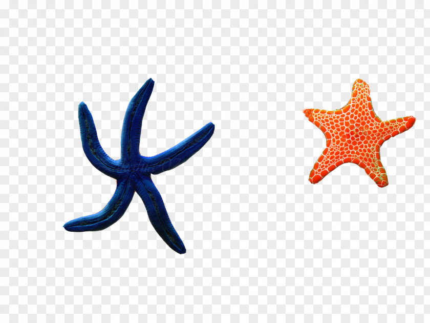 Two Starfish Elements, Hong Kong Google Images PNG