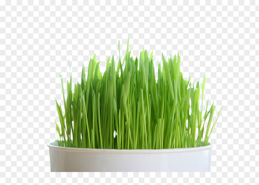 Wheatgrass Juice Organic Food Certification Seed PNG