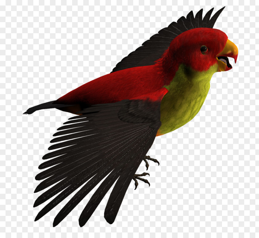 Cool Parrot Budgerigar Lovebird Lories And Lorikeets PNG