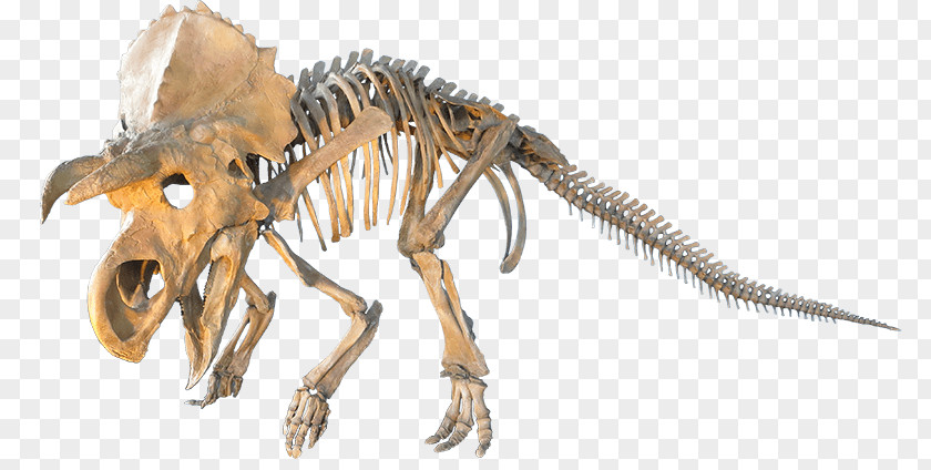 Dinosaur Velociraptor Triceratops Judith River Formation Einiosaurus PNG