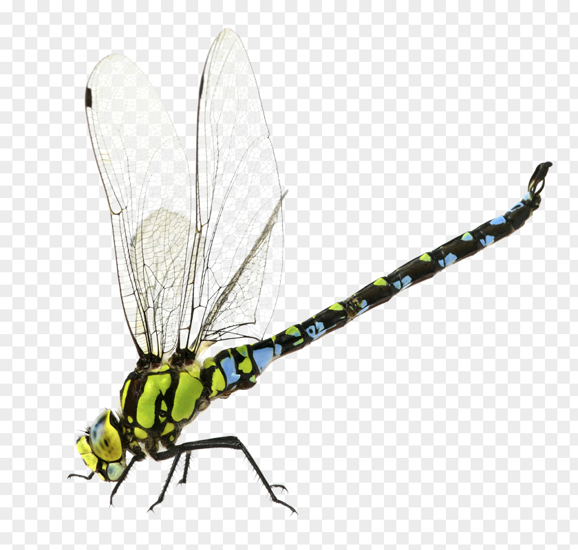 Dragonfly Stock Photography Aeshna Affinis PNG