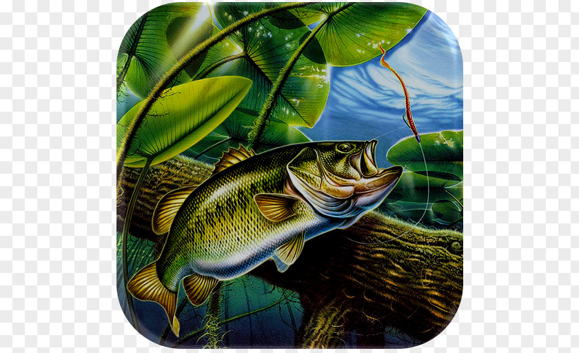 Fishing Largemouth Bass Fly PNG