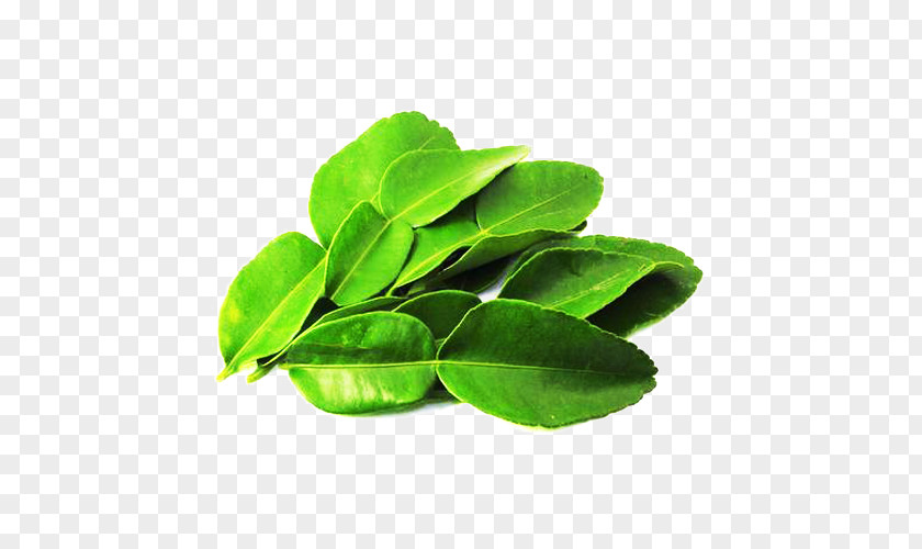 Green Lemon Leaf Picture Material Kaffir Lime Thai Cuisine Tom Yum Flavor PNG