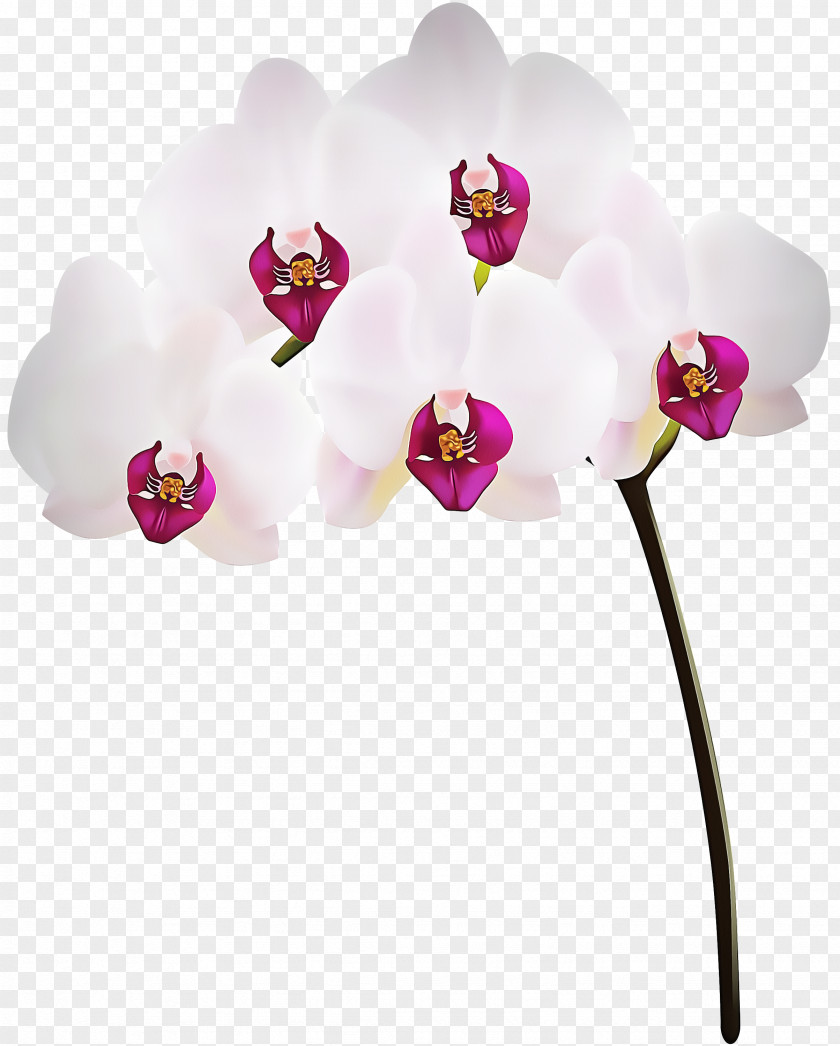 Magenta Orchid Moth Flower Pink Plant Flowering PNG
