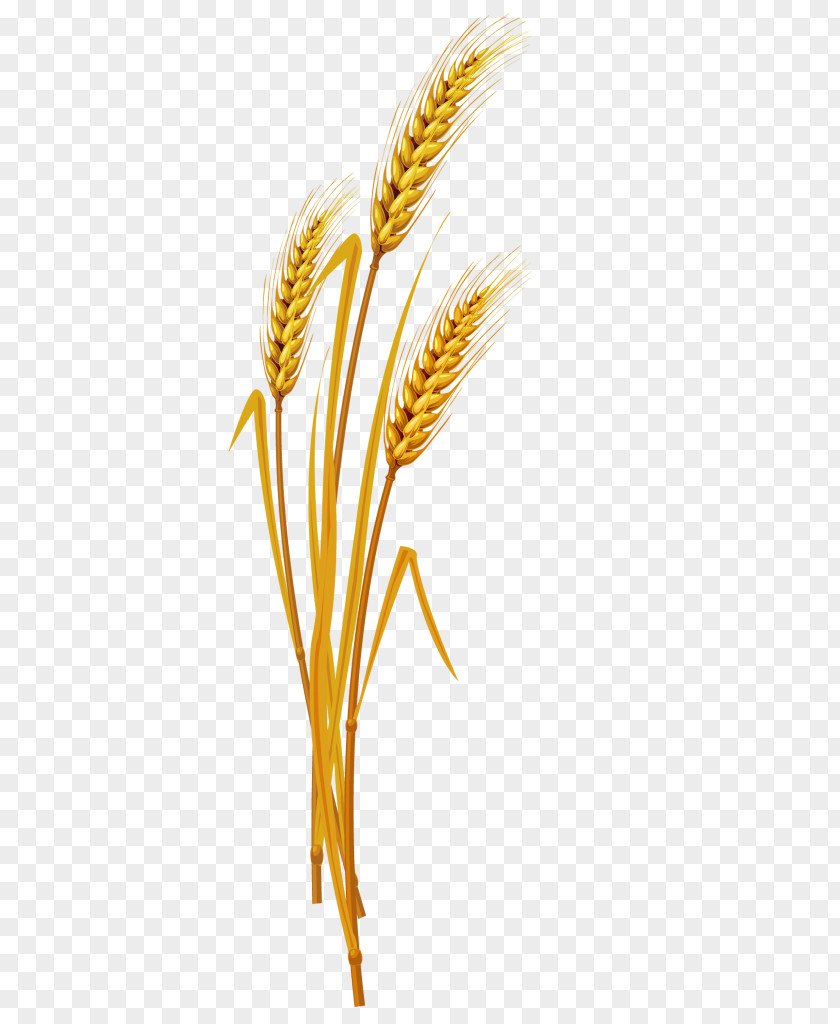 Rice Emmer Einkorn Wheat Golden Cereal PNG
