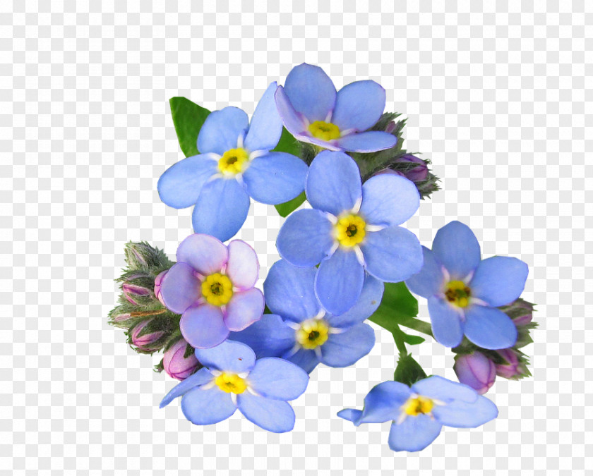 The Blue Forget Me Scorpion Grasses Flower PNG