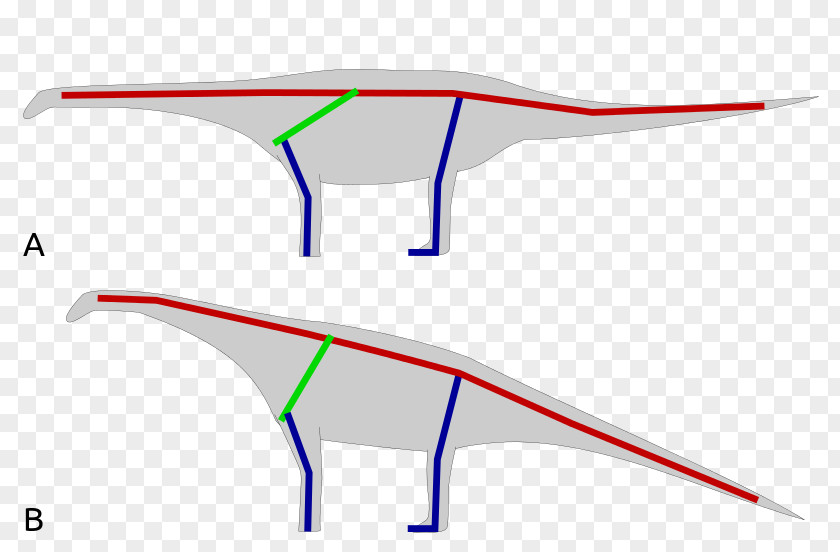 To Stand Army Posture Opisthocoelicaudia Diplodocus Brachiosaurus Gobi Desert Late Cretaceous PNG