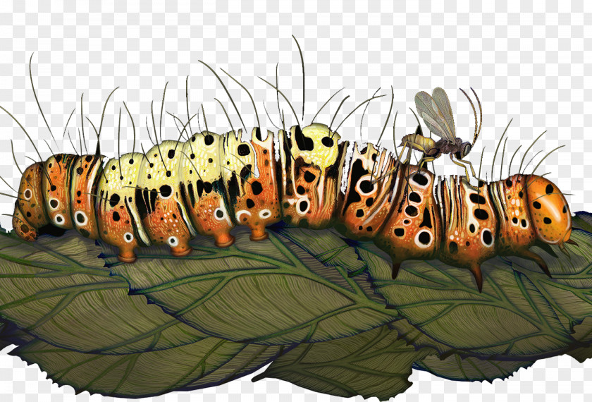 Beautiful Caterpillar Crawling On A Leaf The Wasp That Brainwashed Caterpillar: Evolutions Most Unbelievable Solutions To Lifes Biggest Problems Darwin Comes Town QUAKER COLONIES CHRONICLE OF Quaker Colonies PNG