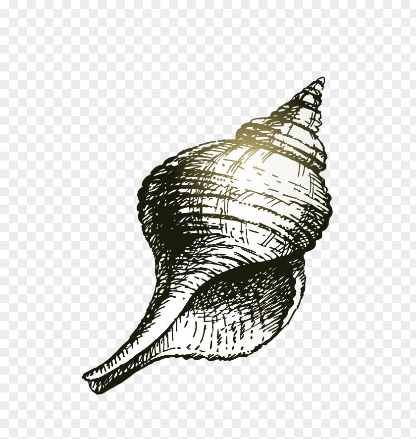 Conch Seashell Drawing Illustration PNG
