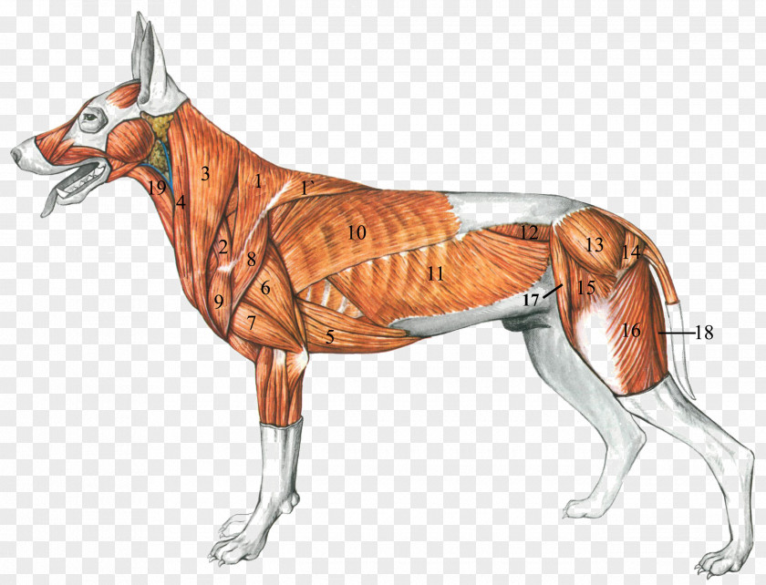 Dog Anatomy: A Coloring Atlas Muscle PNG