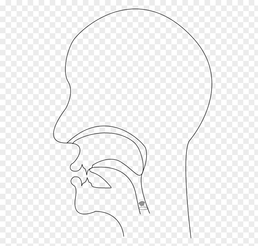 Ear Line Art Drawing /m/02csf Clip PNG