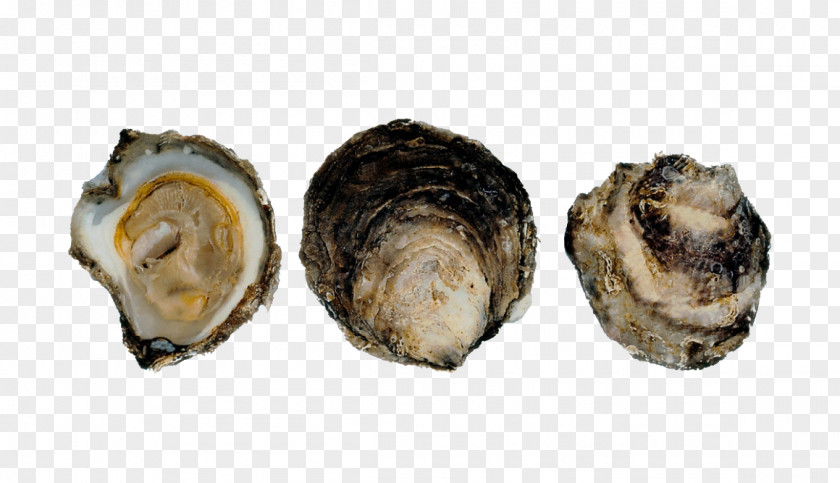 Fish Norway Pacific Oyster Mussel Ostrea Edulis PNG