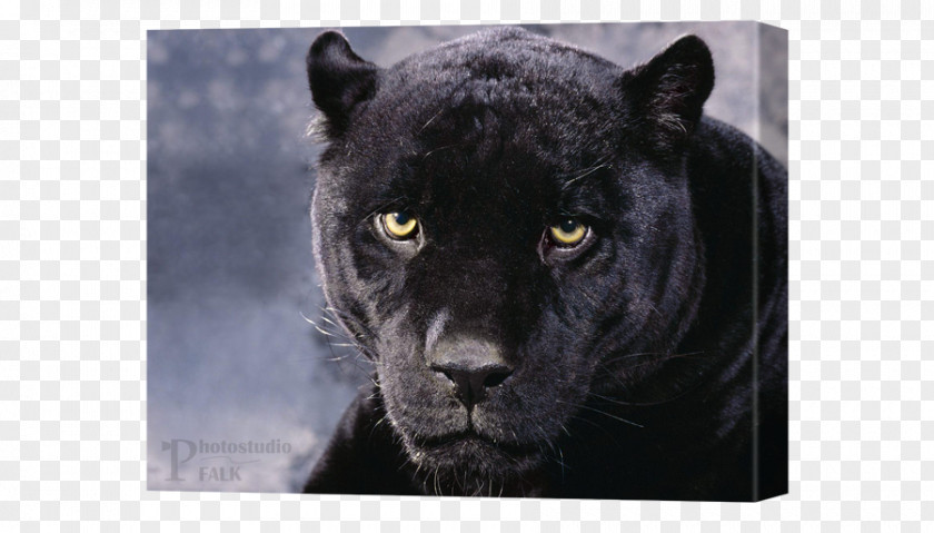 Leopard Jaguar Panther Felidae Cat PNG