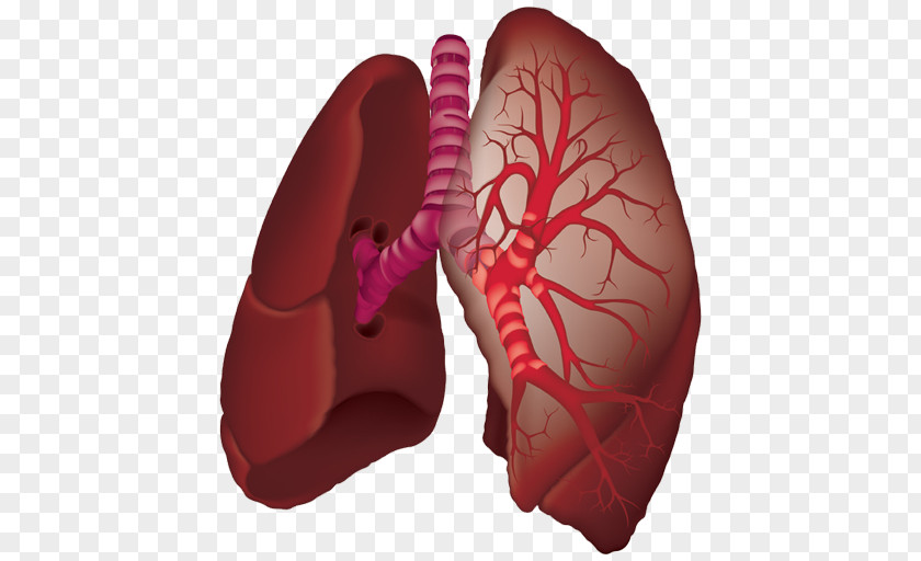 Organ Lung Animaatio Aorta Laboratories Pvt. Ltd. PNG Ltd., others clipart PNG