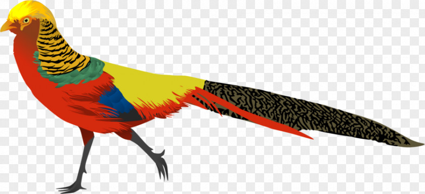 Bird Golden Pheasant Phasianidae Clip Art PNG