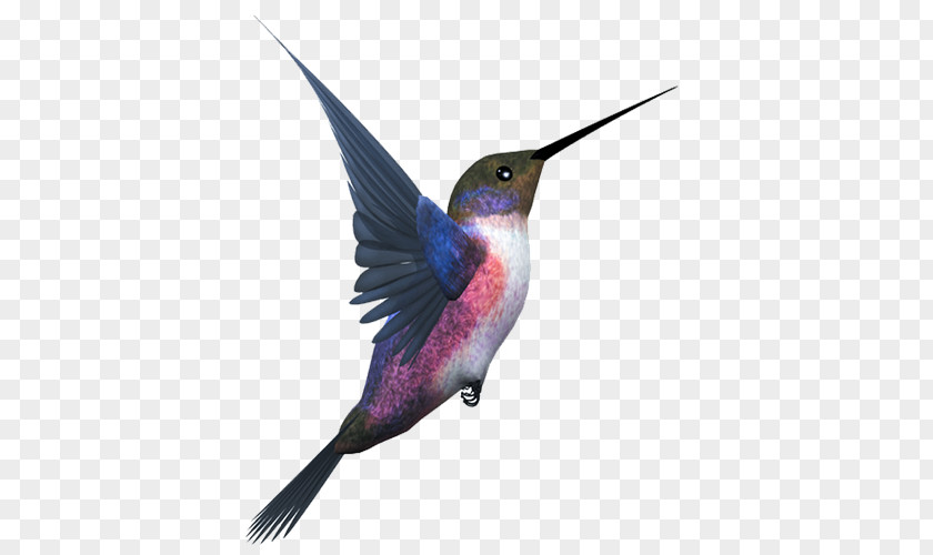 Bird Hummingbird Flight Clip Art PNG