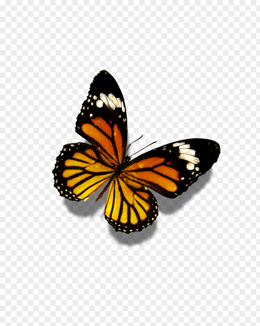 Butterfly Flower Display Resolution Wallpaper PNG