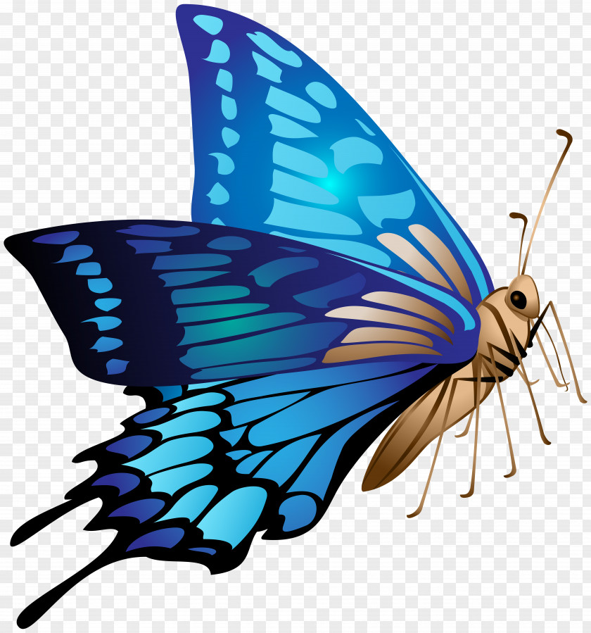 Butterfly Monarch Clip Art Image PNG