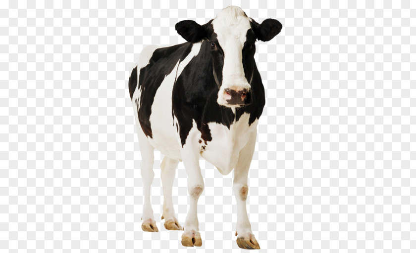 Cow And Calf Holstein Friesian Cattle Standee Paperboard Easel Poster PNG