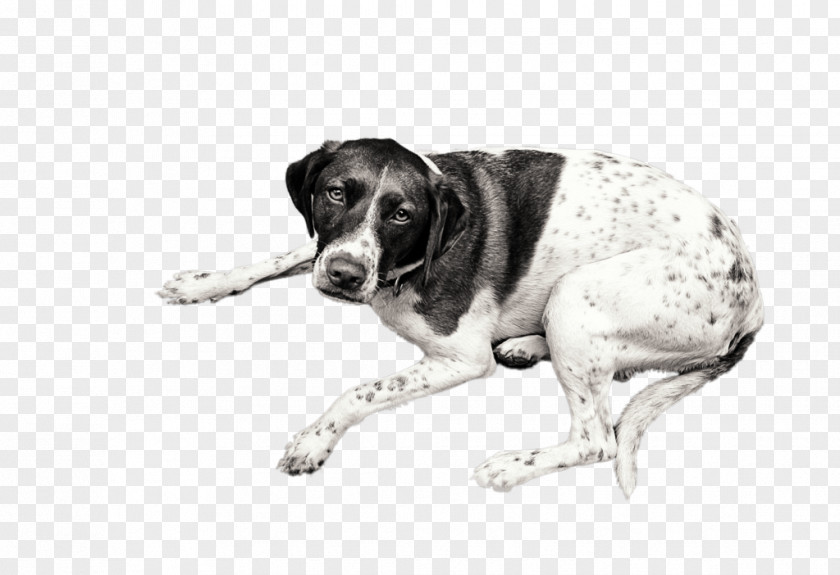 Dog Lying Breed Old Danish Pointer Snout PNG