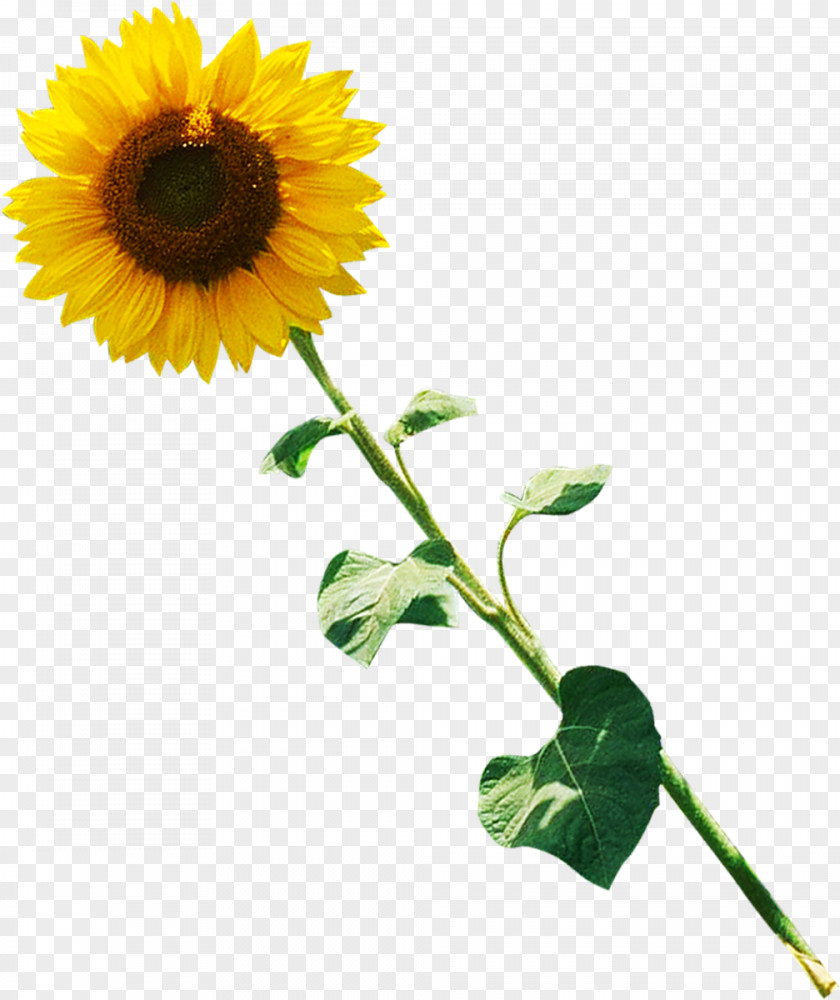 Flower Common Sunflower Photography Daisy Family Clip Art PNG