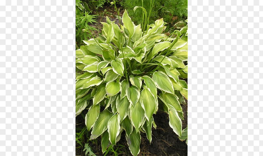 Leaf Evergreen Groundcover Shrub Lawn PNG