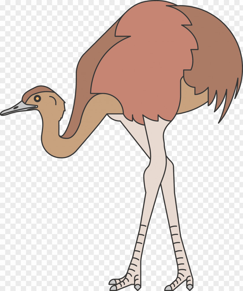Ostrich Common Bird Animal Icon PNG