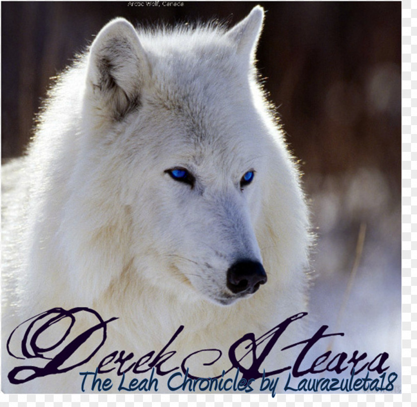 Dog Arctic Wolf Cat Animal Desktop Wallpaper PNG