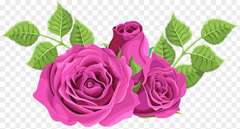 Hybrid Tea Rose Family Garden Roses PNG