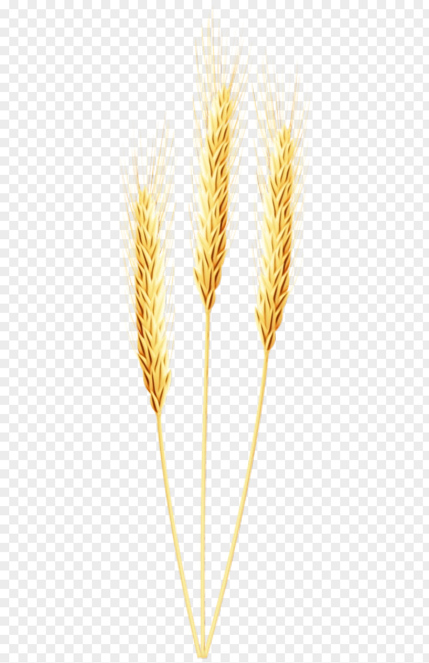 Poales Hordeum Wheat Cartoon PNG