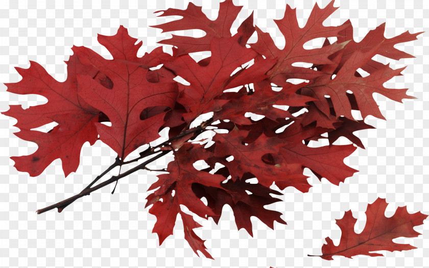 Autumn Leaves Leaf Tree Northern Red Oak PNG